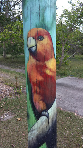 King Parrot Pole