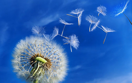 【免費個人化App】Dandelion wallpaper-APP點子