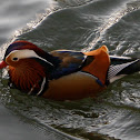 Mandarin Duck (Male)