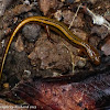 Southern two-lined salamander