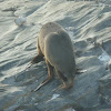 New Zealand Fur Seal