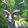 Kudu (Cow & Bull)