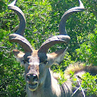 Kudu (Cow & Bull)