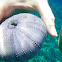 Sea Urchin Shell - wana