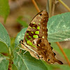 Tailed Jay, Green-spotted Jay or Green Leopard