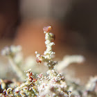some kind cup lichen