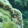 Clownfish