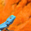 Sinai Blue Agama