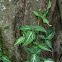 arrowhead (plant/vine), goosefoot, nephthytis