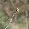 Shaft-tailed Whydah