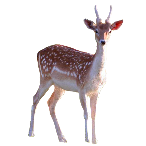 Widgets store: Deer