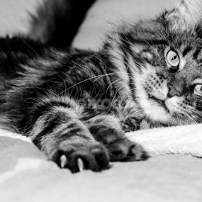 Tired by Luana Racan - Black & White Animals