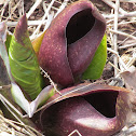 Eastern Skunk Cabbage