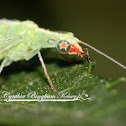 Green Lacewing