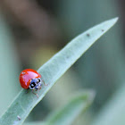 Ladybird Beetle