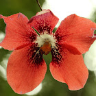 The Vermillion Dendrobium