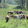 Chincoteague Ponies and Horses