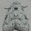 Coastal Plain Meganola Moth