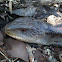 Blue tongue lizard