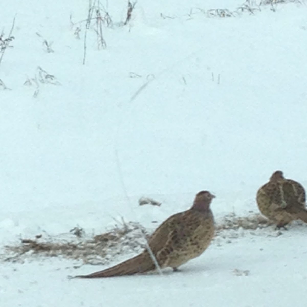 Ring-necked Pheasant (females)