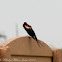 Long-tailed Widowbird