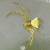 Gehöckerte Krabbenspinne / Crab spider