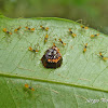 Assassin bug hatchlings