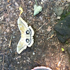 Polyphemus Moth