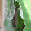 Gypsy Moth (caterpillar)