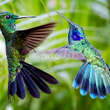Amazing Green Violet Ear Hummers' Love Mate Dance by Leslie Reagan -  