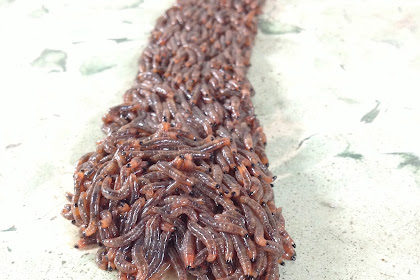 fungus gnat larvae life cycle