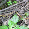 Eastern Garter Snake