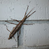 Southern Two-striped Walkingstick mating pair