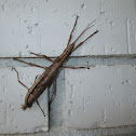 Southern Two-striped Walkingstick mating pair