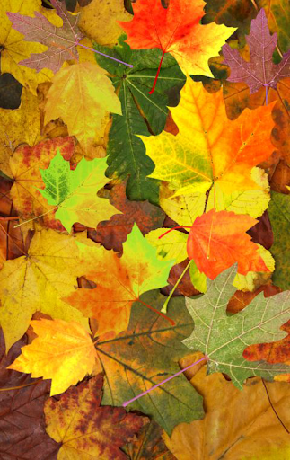 [Shake]Autumn Leaves Wallpaper