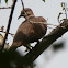 spotted Dove