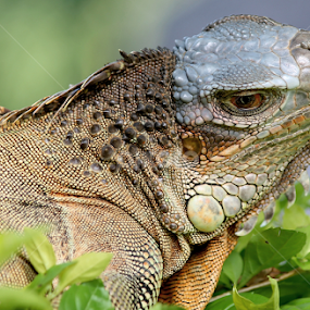 by Si Bajank - Animals Reptiles