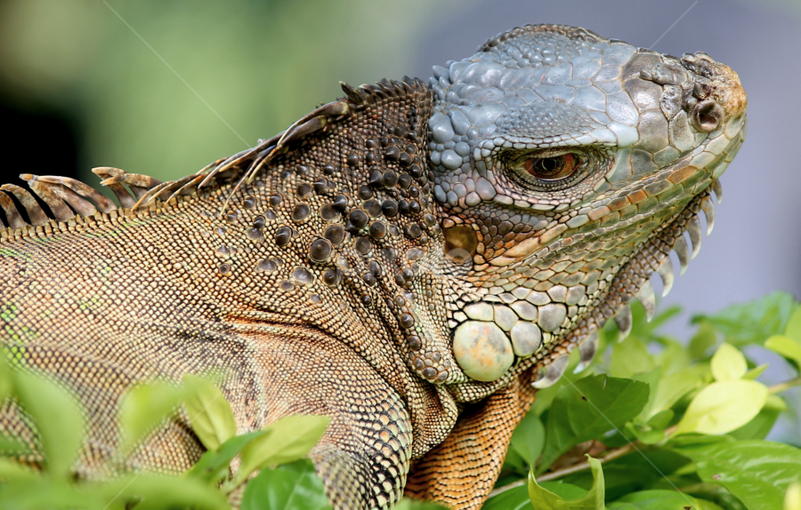 by Si Bajank - Animals Reptiles