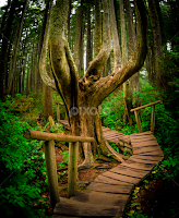 A Rain Forest Hobbitat Walk by Gary Hanson - Nature Up Close Trees & Bushes