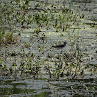 Solitary sandpiper