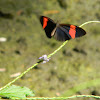 Crimson-patched Longwing