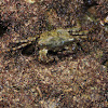 Unknown Crab