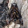 Deaths Head Hawk Moth