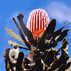 McKenzies Banksia