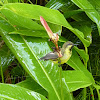 Purple Sunbird (Female)