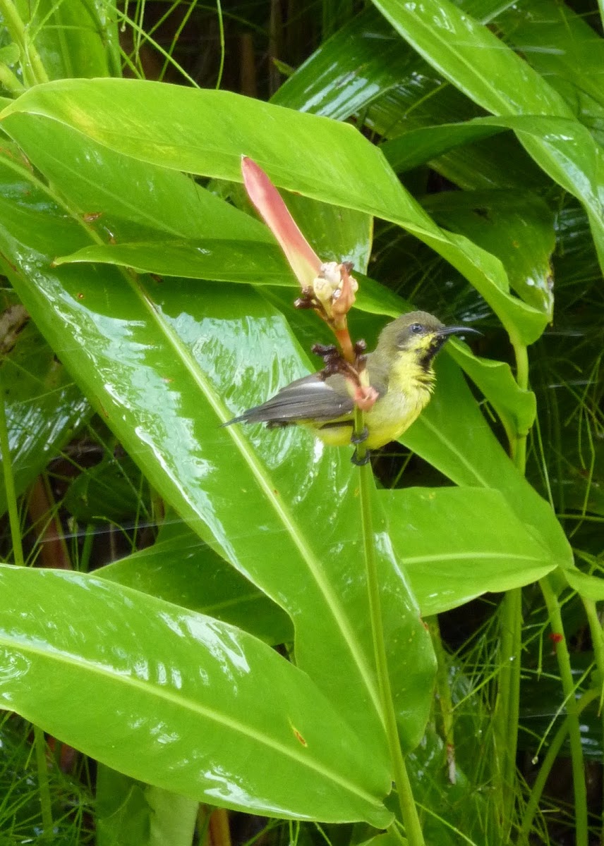 Purple Sunbird (Female)
