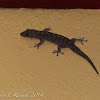 House gecko