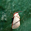 Trosia moth