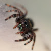 Common Jumping Spider