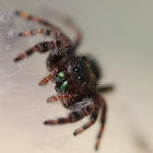 Common Jumping Spider
